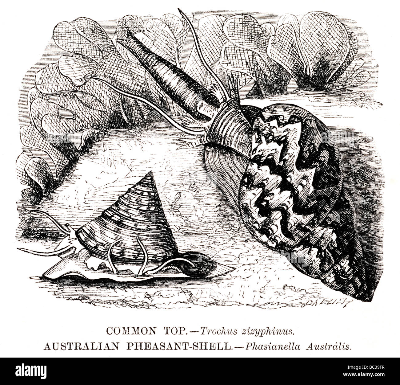 gemeinsame obere Trochus Zizyphinus australische Fasan Shell Phasianella australis Stockfoto