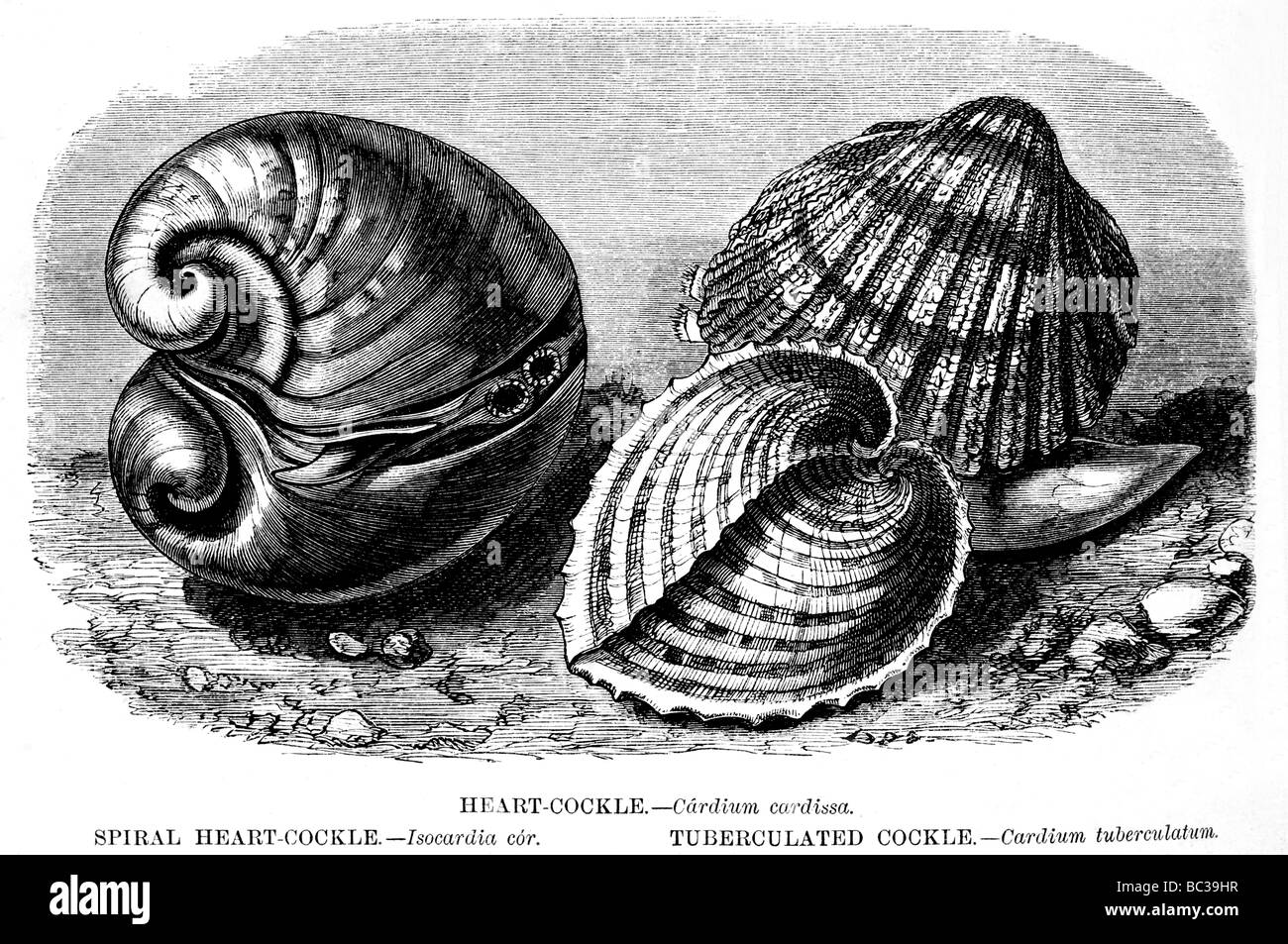 Herzmuscheln Cardium Cardissa Spirale Herz cockle Isocardia cor tuberculated Herzmuscheln Cardium tuberculatum Stockfoto