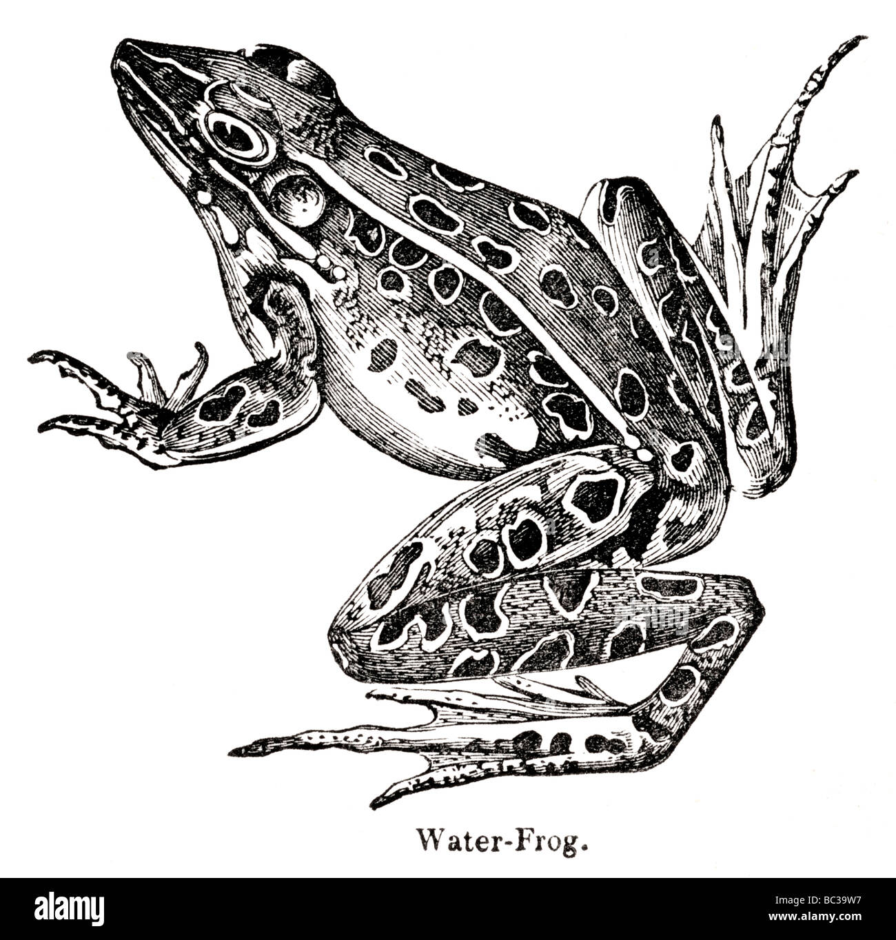 Wasser-Frosch Stockfoto