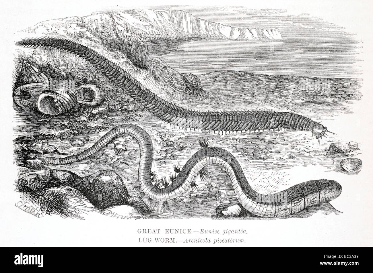 großen Eunice Eunice Gigantea Lug Wurm Interpretation Piscatorum Stockfoto