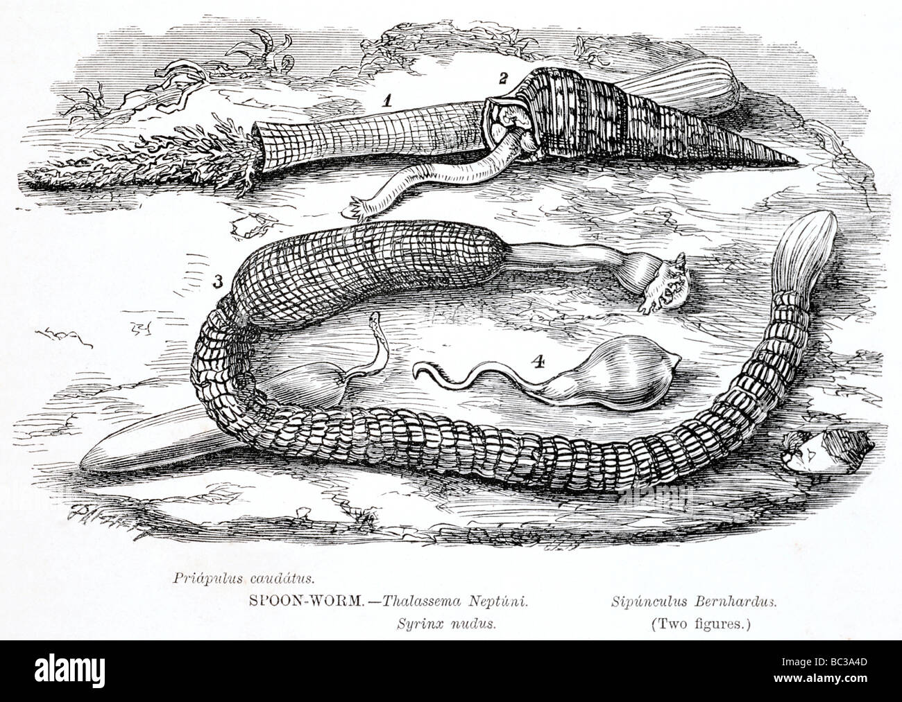 Phylum echiura Fotos und Bildmaterial in hoher Auflösung Alamy