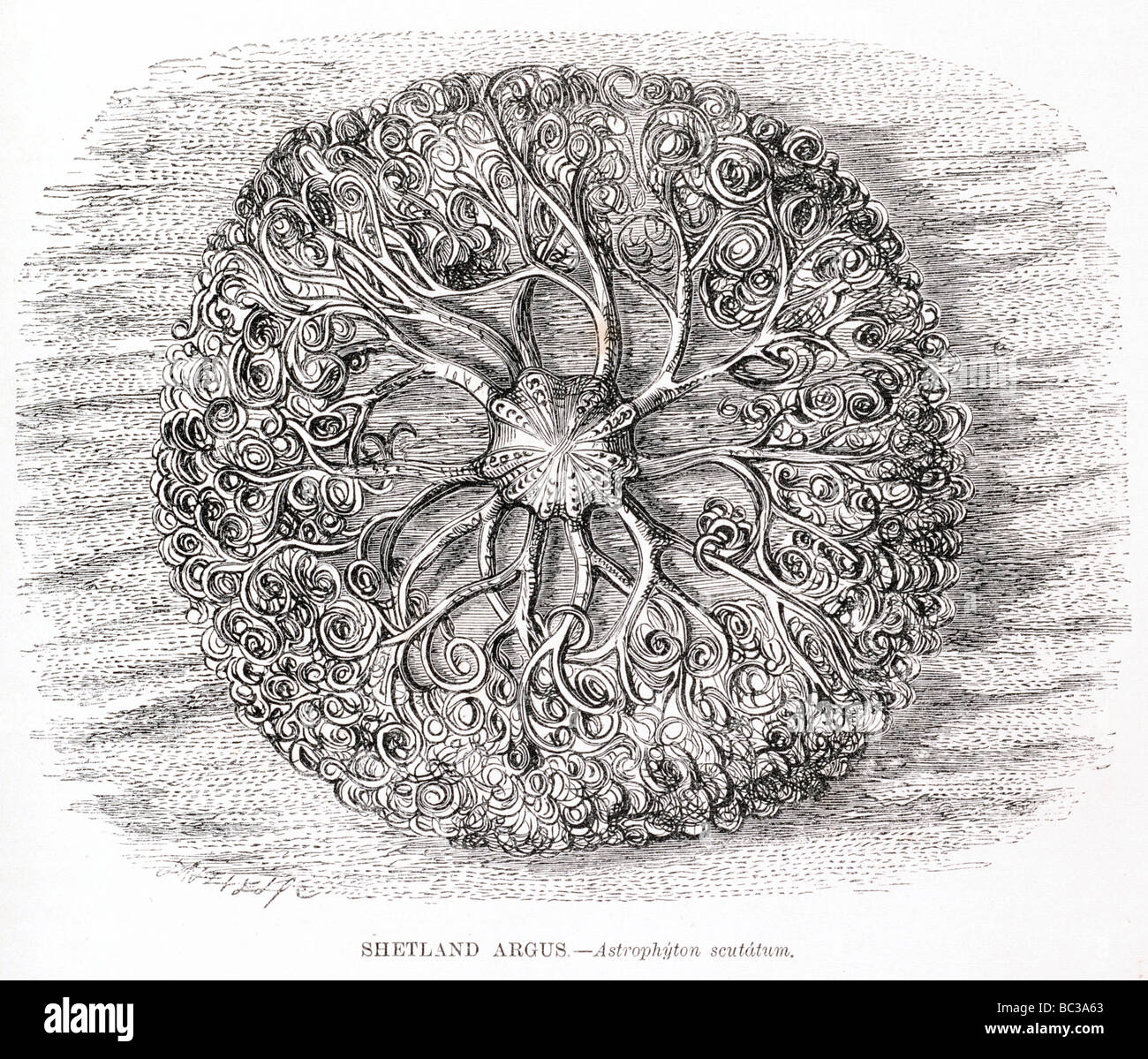 Shetland Argus Astrophyton scutatum Stockfoto