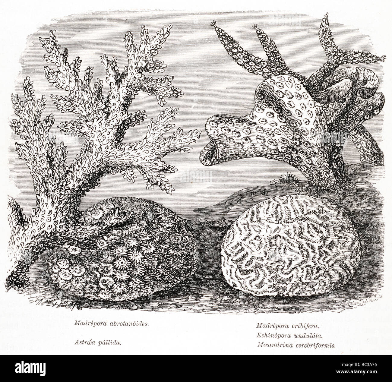 glimmerigen Abrotanoides glimmerigen Cribifera Echinopora Undulata Astraea Pallida Maeandrina Cerebriformis Stockfoto