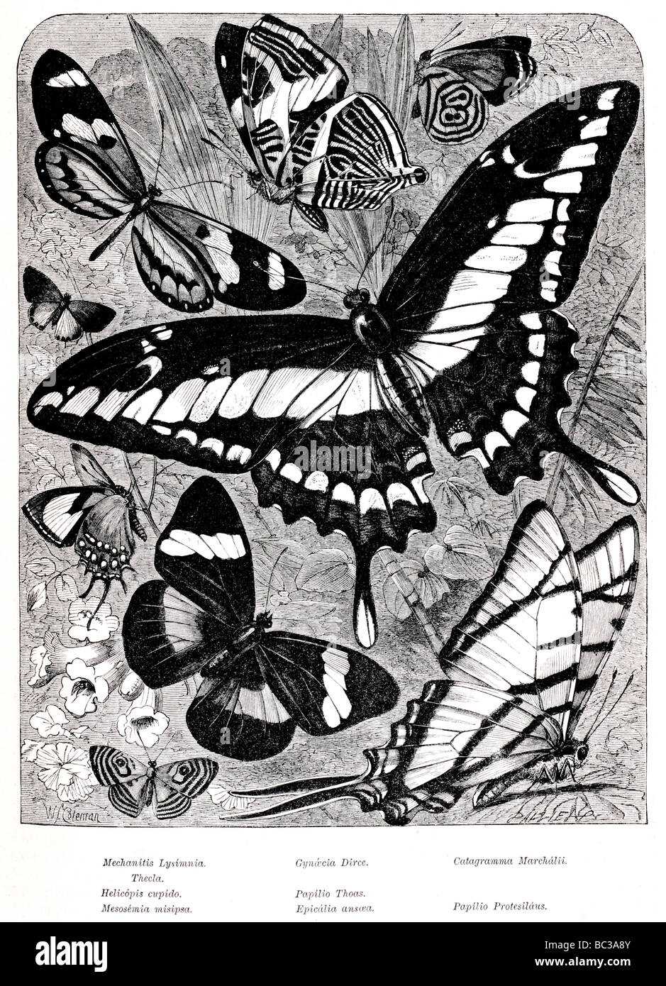 Mechanitis Lysimnia Gynaecia Dirce Catagramma Marchalii Thekla Helicopis Cupido Papilio Thoas Mesosemia Misipsa Epicalia papilio Stockfoto