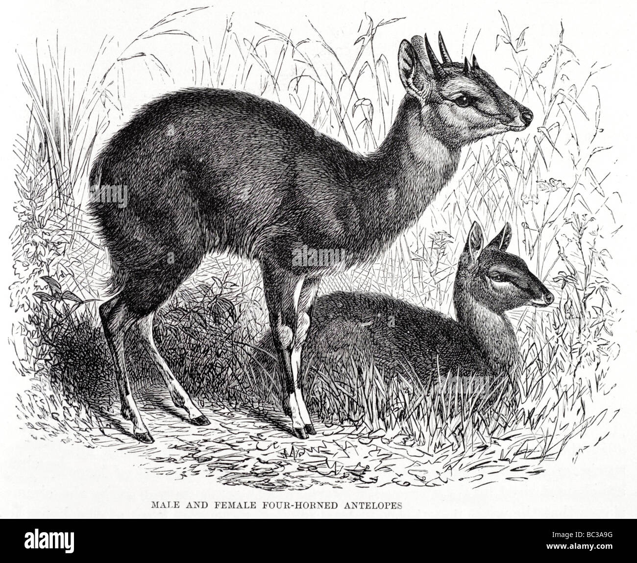 männliche und weibliche vier gehörnten Antilopen Stockfoto