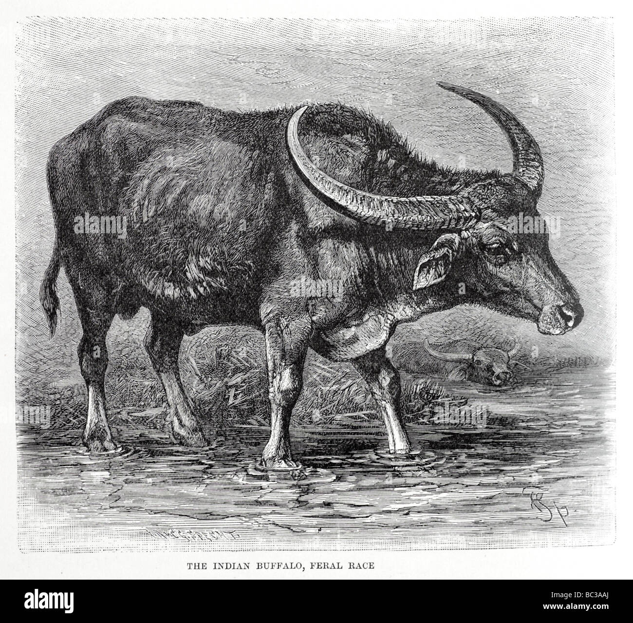 Slaughter Buffalo Stockfotos und -bilder Kaufen - Alamy