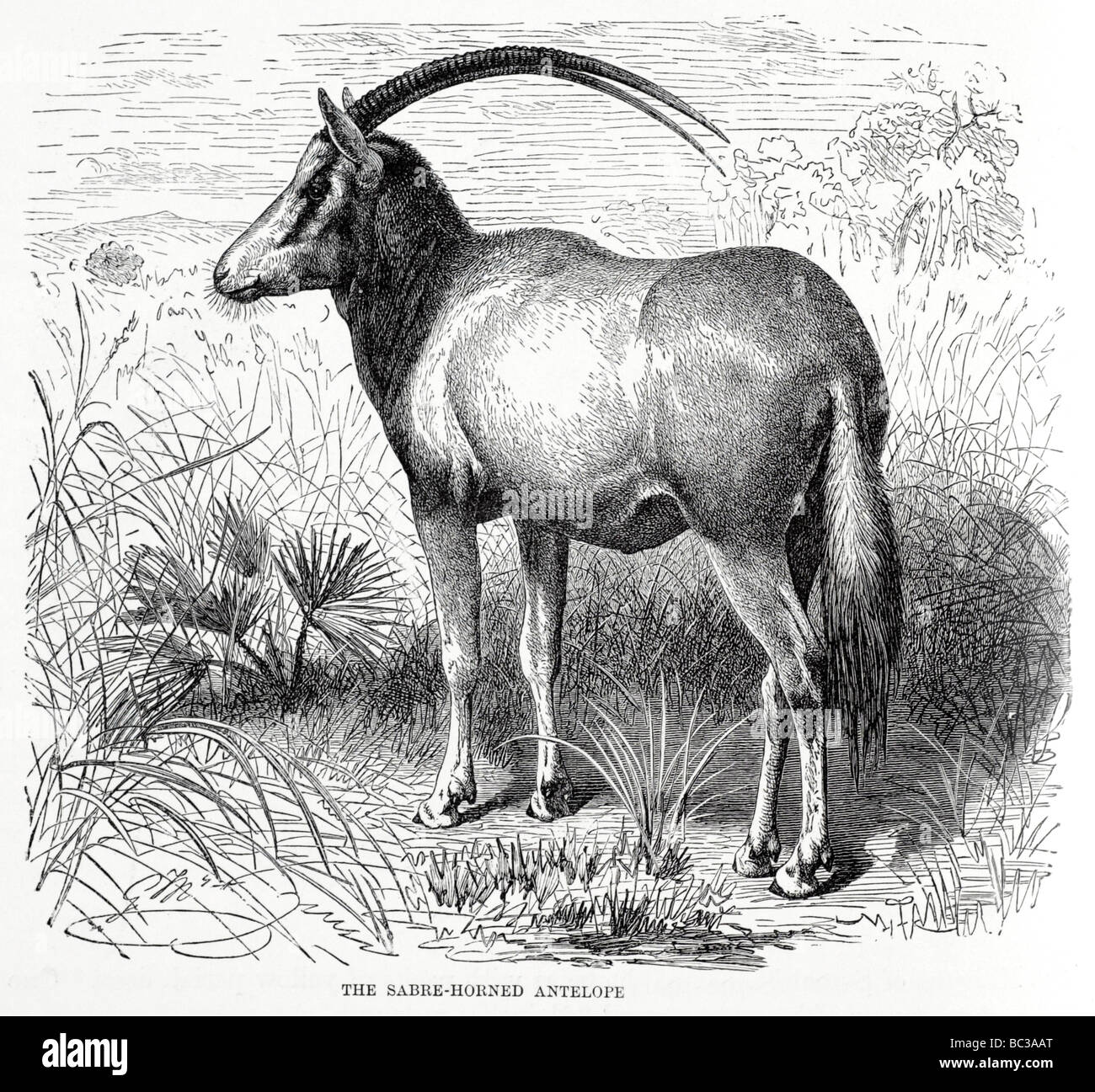 die Sabre gehörnte Antilope Stockfoto