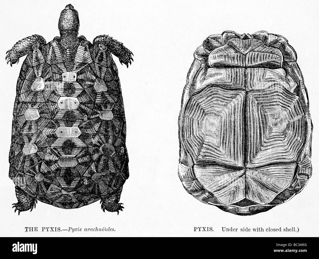 Pyxis Pyxis Arachnoides Unterseite mit geschlossene Hülle Stockfoto