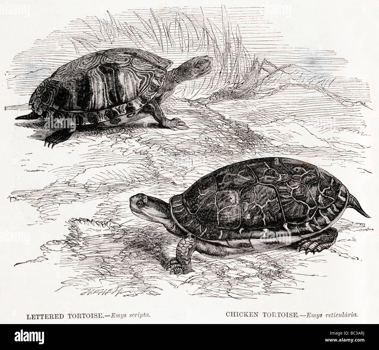 Schildkröte Emys Scripta Huhn Schildkröte Emys Reticularia beschriftet Stockfoto