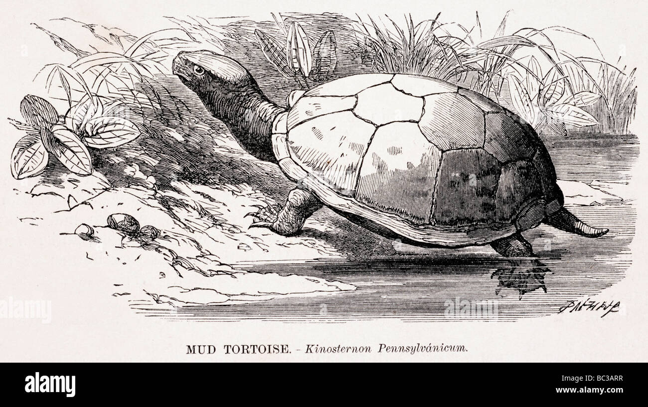 Schlamm-Schildkröte Kinosternon pennsylvanicum Stockfoto