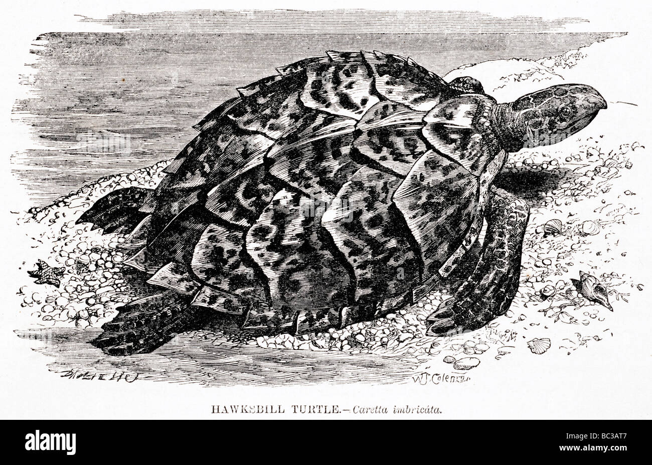 Hawksbill Schildkröte Caretta imbricata Stockfoto