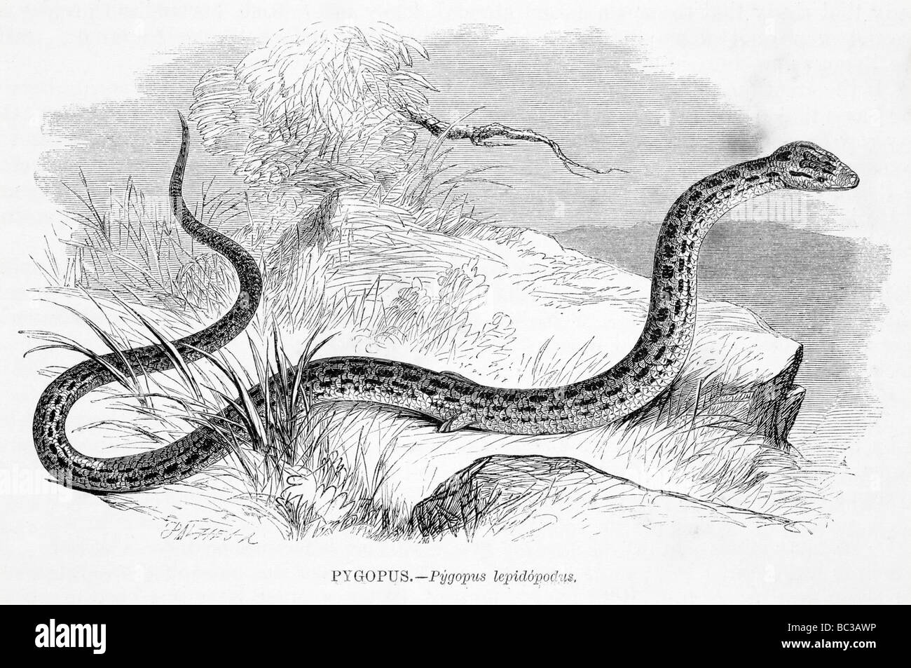 Pygopus Pygopus lepidopodus Stockfoto
