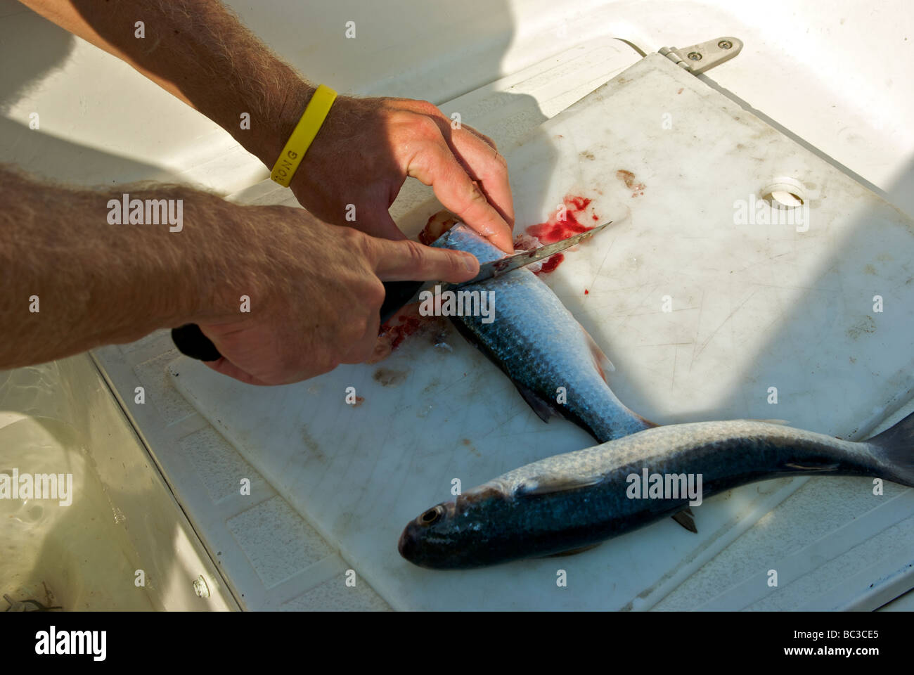 Angelführer schneiden tot Meeräsche in Stücke für den Einsatz als Kumpel zu gewinnen Tarpon Barracuda Haie Stockfoto