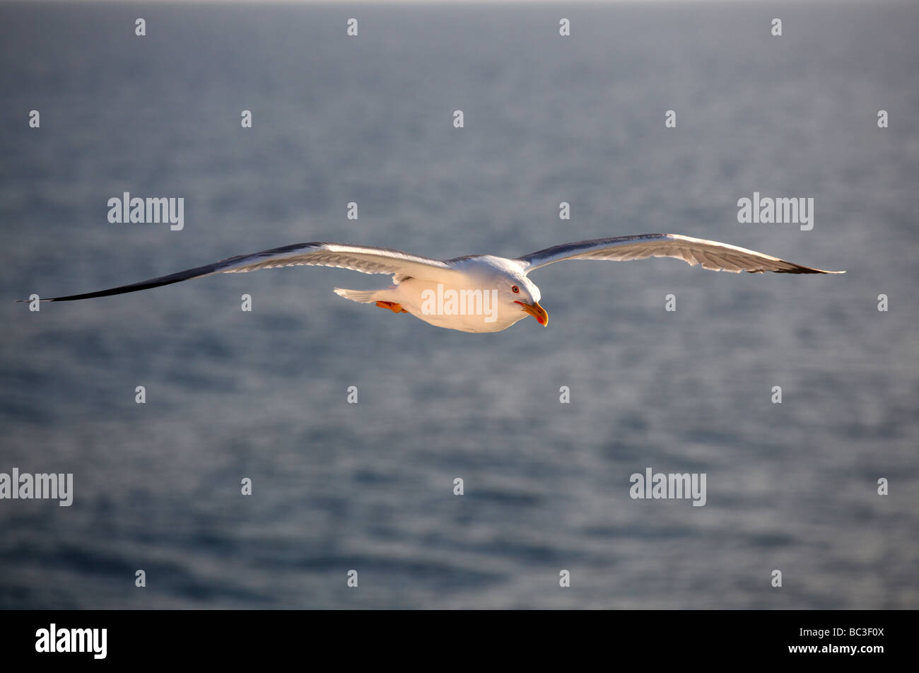 Möwen fliegen über dem Mittelmeer Stockfoto
