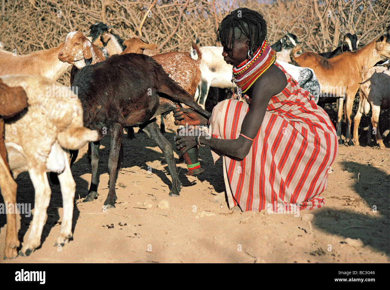 Turkana Frau Melken einer Ziegenbocks in einem traditionellen hölzernen Topf im nördlichen Kenia in Ostafrika Stockfoto