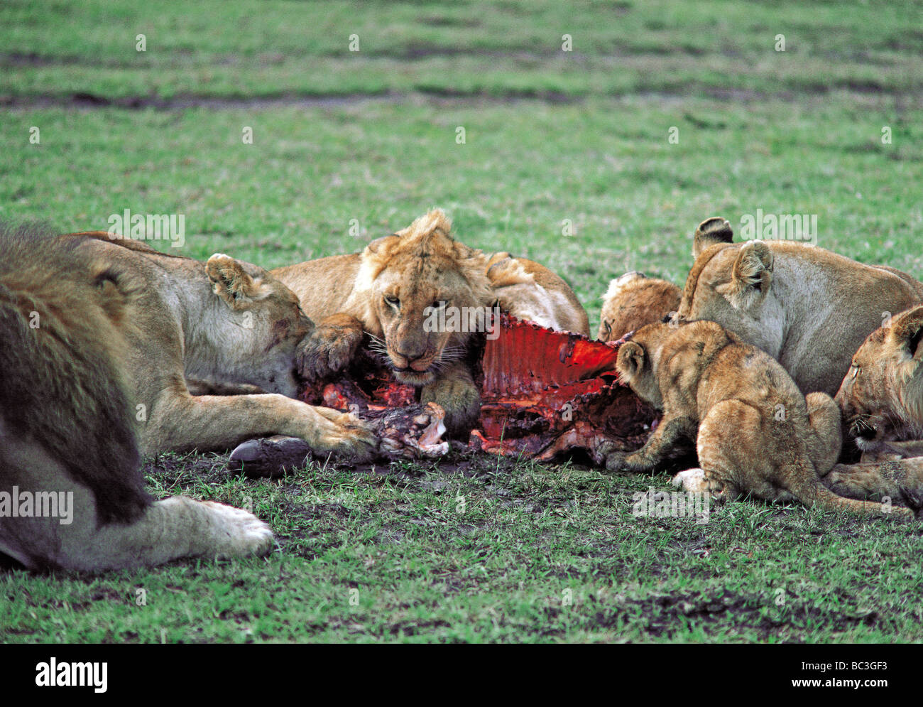 Löwe stolz der Löwin Jungtiere und Männchen ernähren sich von Gnus Karkasse Masai Mara National Reserve Kenia in Ostafrika Stockfoto