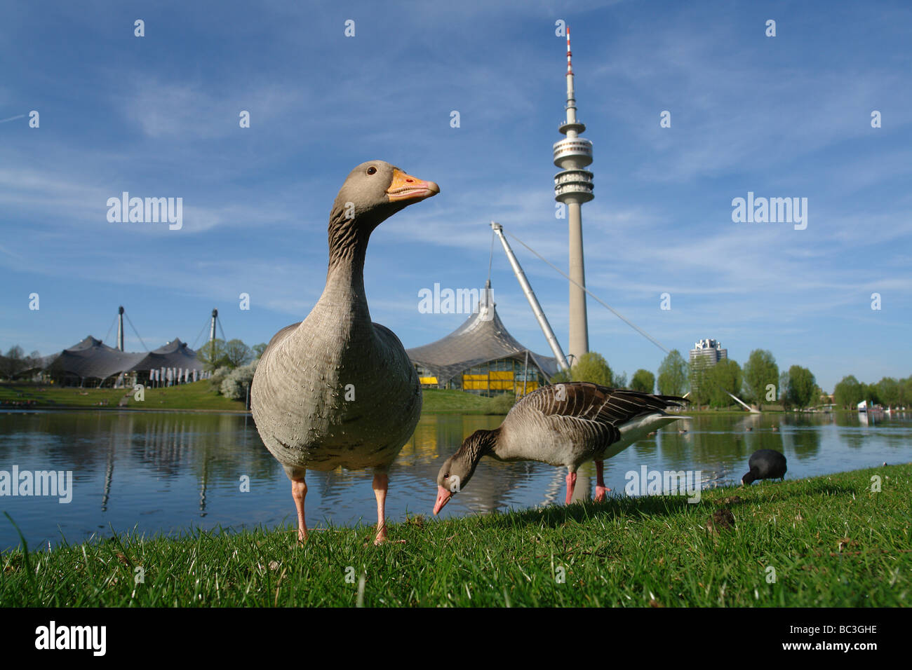 Gans zu Fuß zum Ufer Olympia Center mit Fernsehturm und See München Bayern Deutschland Stockfoto