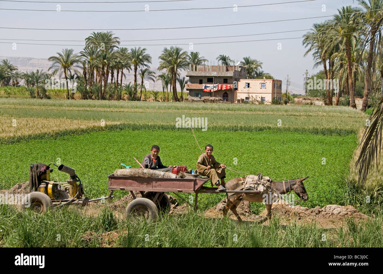 Nile River Ägypten Bauernhof Landwirt Landwirtschaft Feld zwei jungen Esel Warenkorb Wasserpumpe Stockfoto