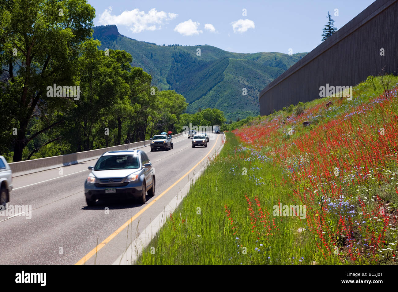 Wildblumen einschließlich Weidenröschen Linie Highway 82 in der Nähe von Basalt Colorado USA Stockfoto