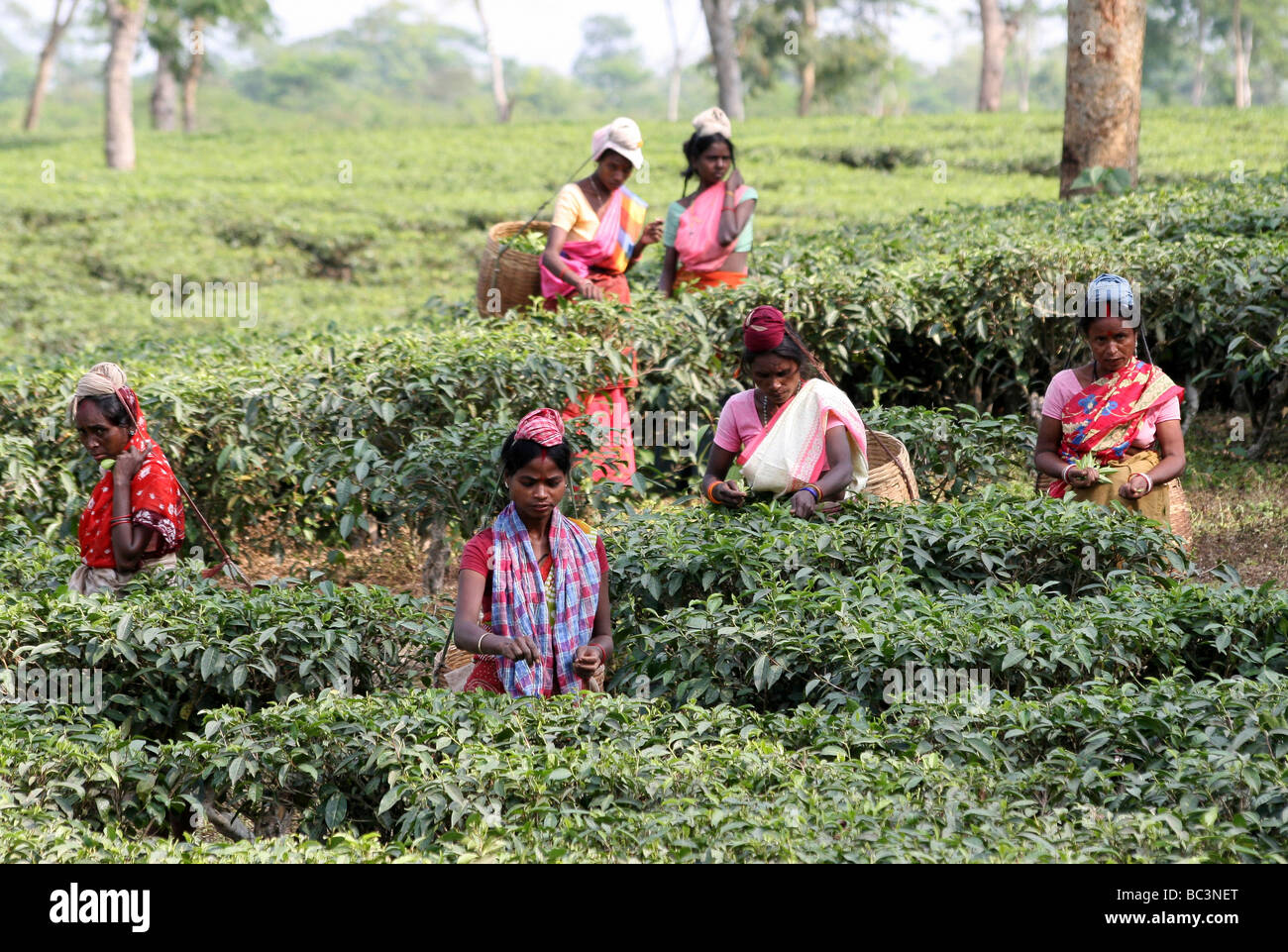 Assam Frauen Teeblätter In Plantage Stockfoto