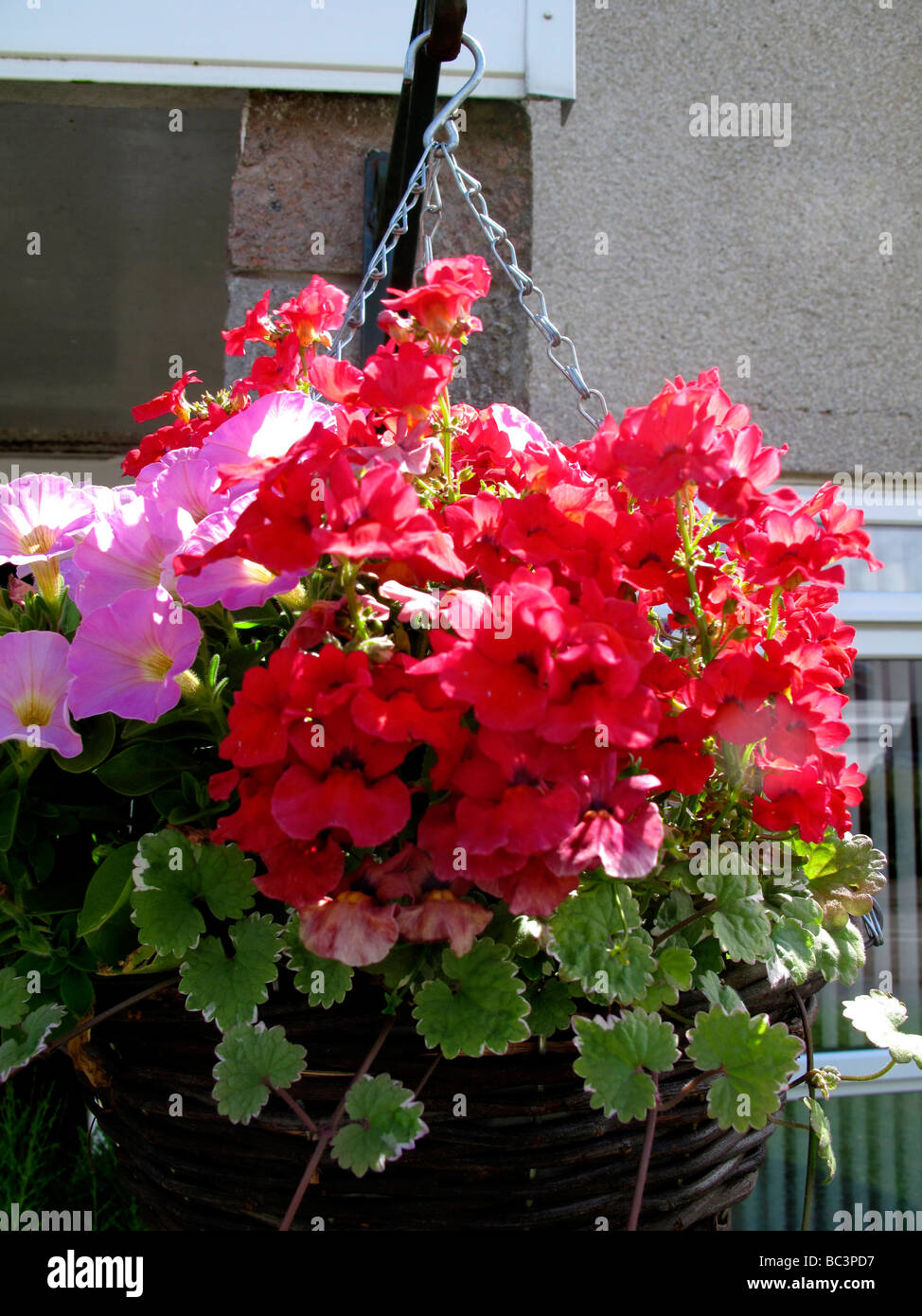 Hängenden Korb Stockfoto