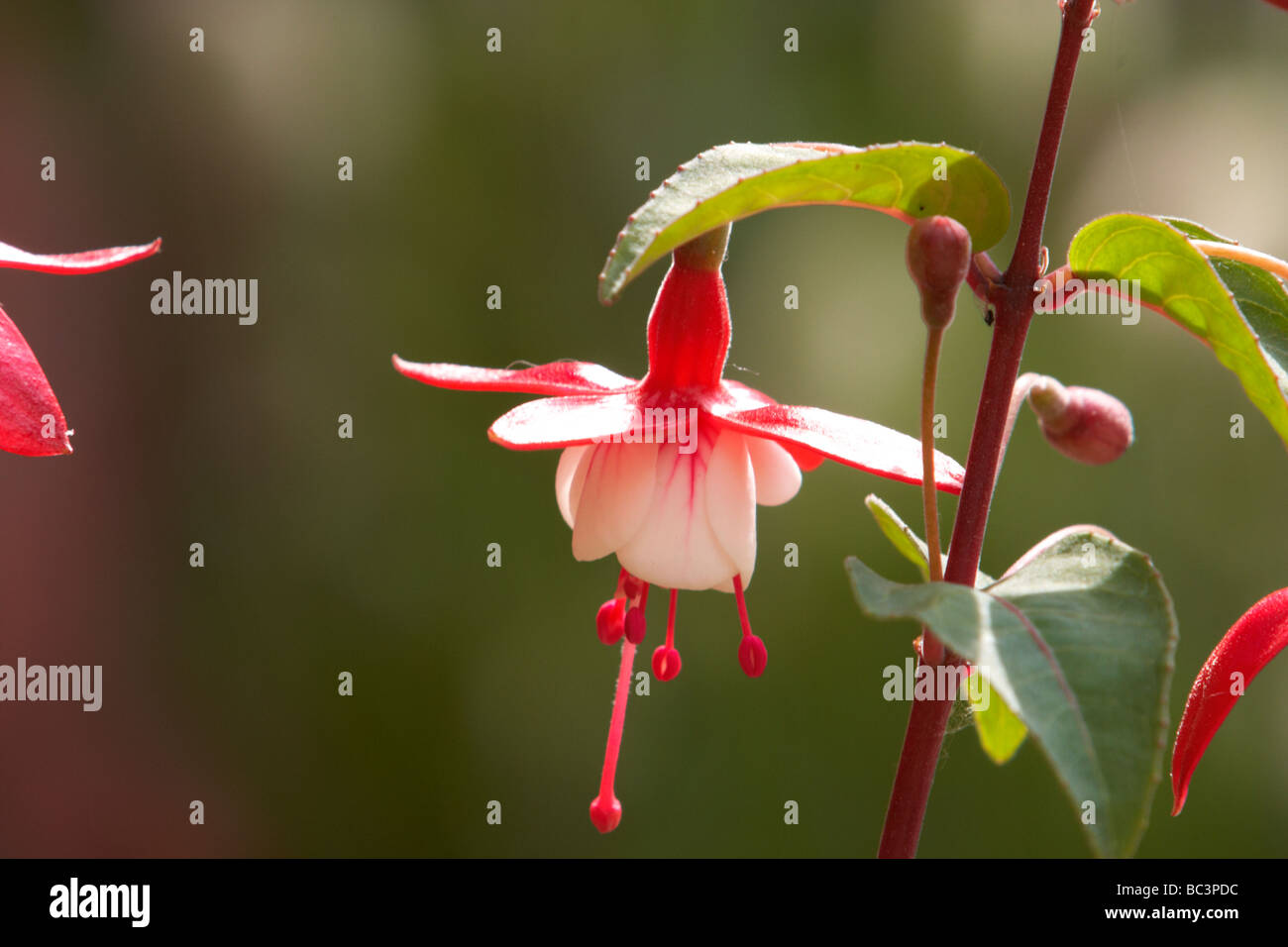 Fuchsia, Nellie Nuttall, hängenden Blüten, Stockfoto