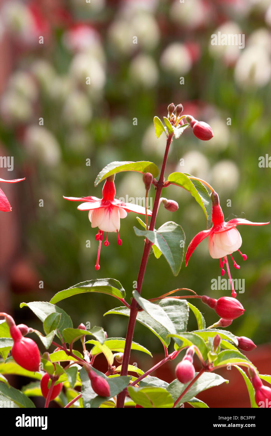 Fuchsia, Nellie Nuttall, hängenden Blüten, Stockfoto