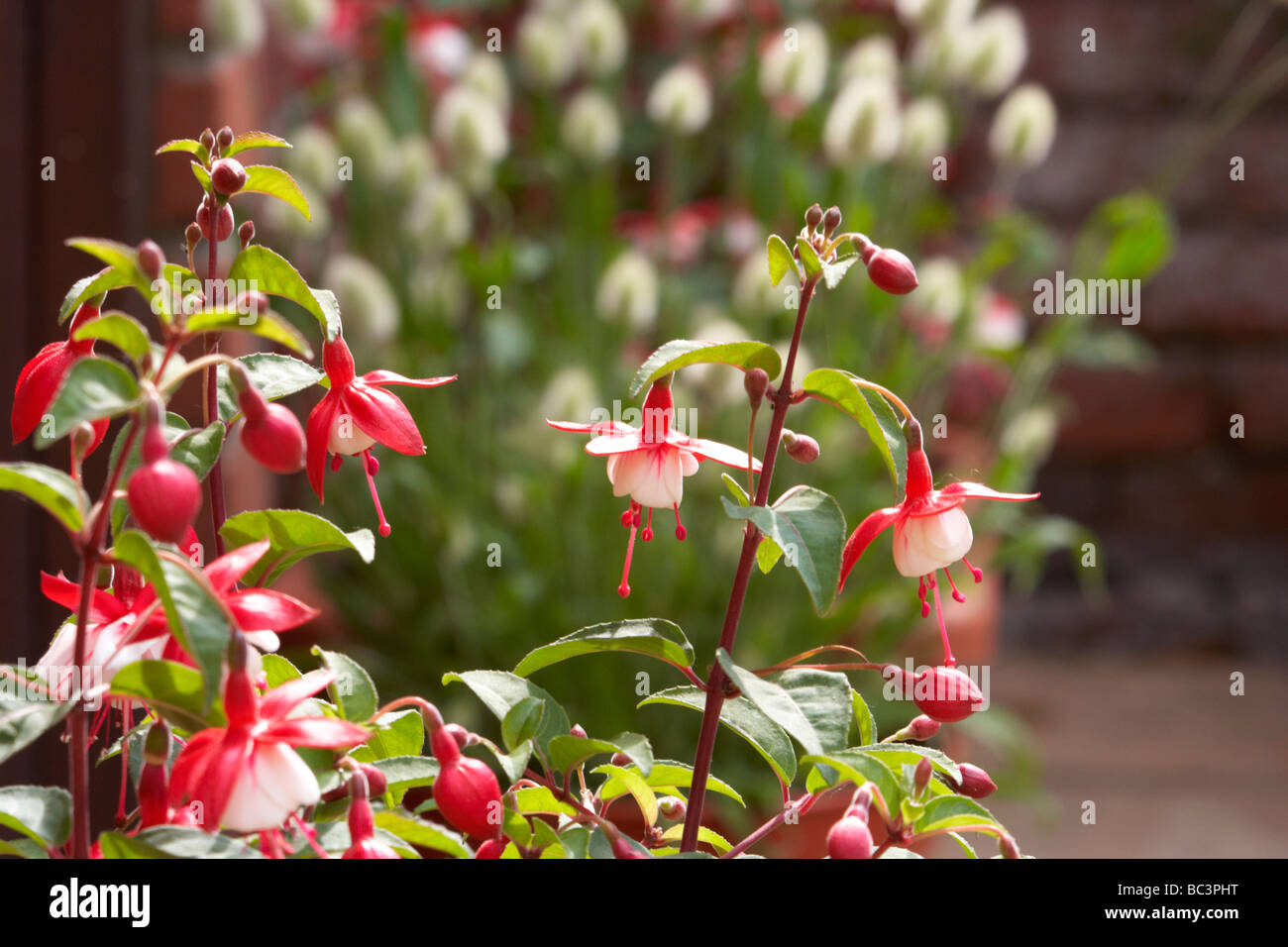 Fuchsia, Nellie Nuttall, hängenden Blüten, Stockfoto