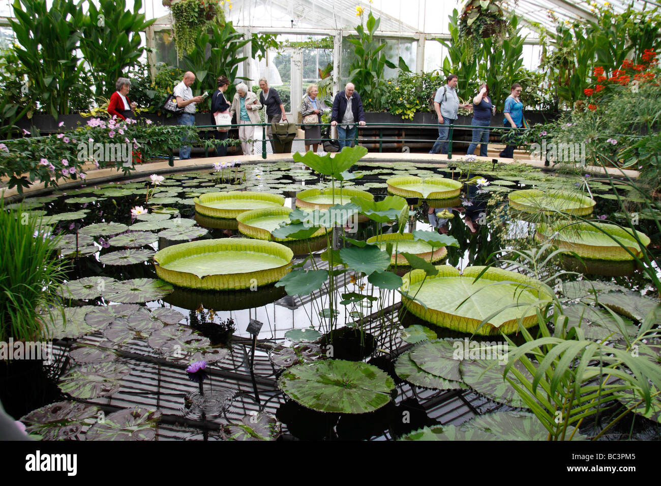 Die riesigen Amazonas Wasser Lilien im Haus Seerose, The Royal Botanic Gardens, Kew, Surrey, England. Stockfoto