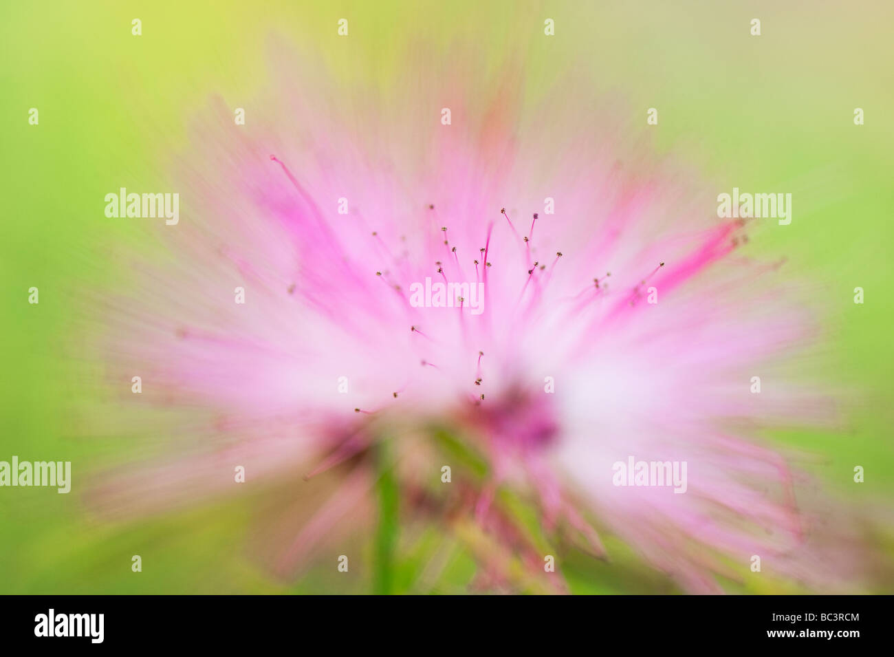 Calliandra Verbreiterung. Federball Busch. Puderquaste Busch Stockfoto