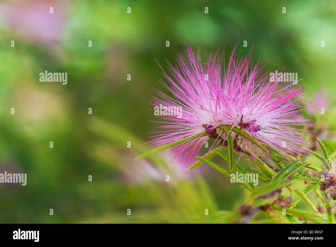 Calliandra Verbreiterung. Federball Busch. Puderquaste Busch Stockfoto