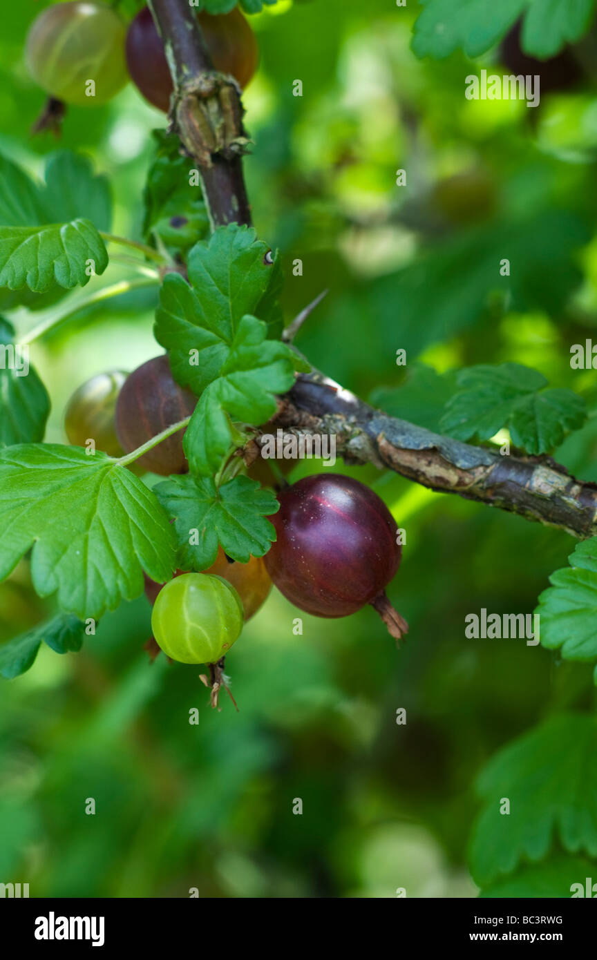 Stachelbeerbusch Stockfotos Stachelbeerbusch Bilder Alamy