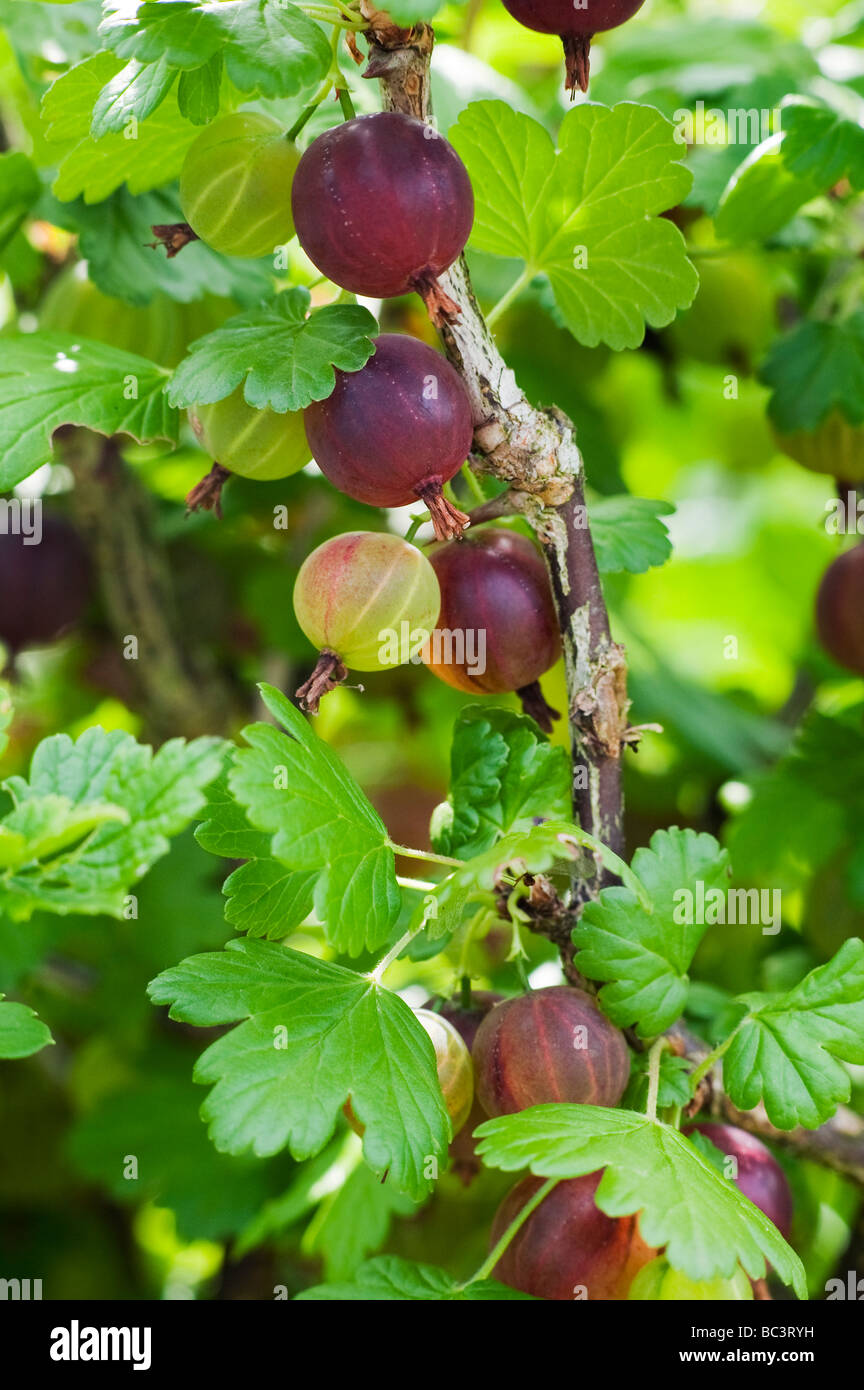 Worcesterberry Obst Coastal Schwarze Stachelbeere Reif Auf Dem