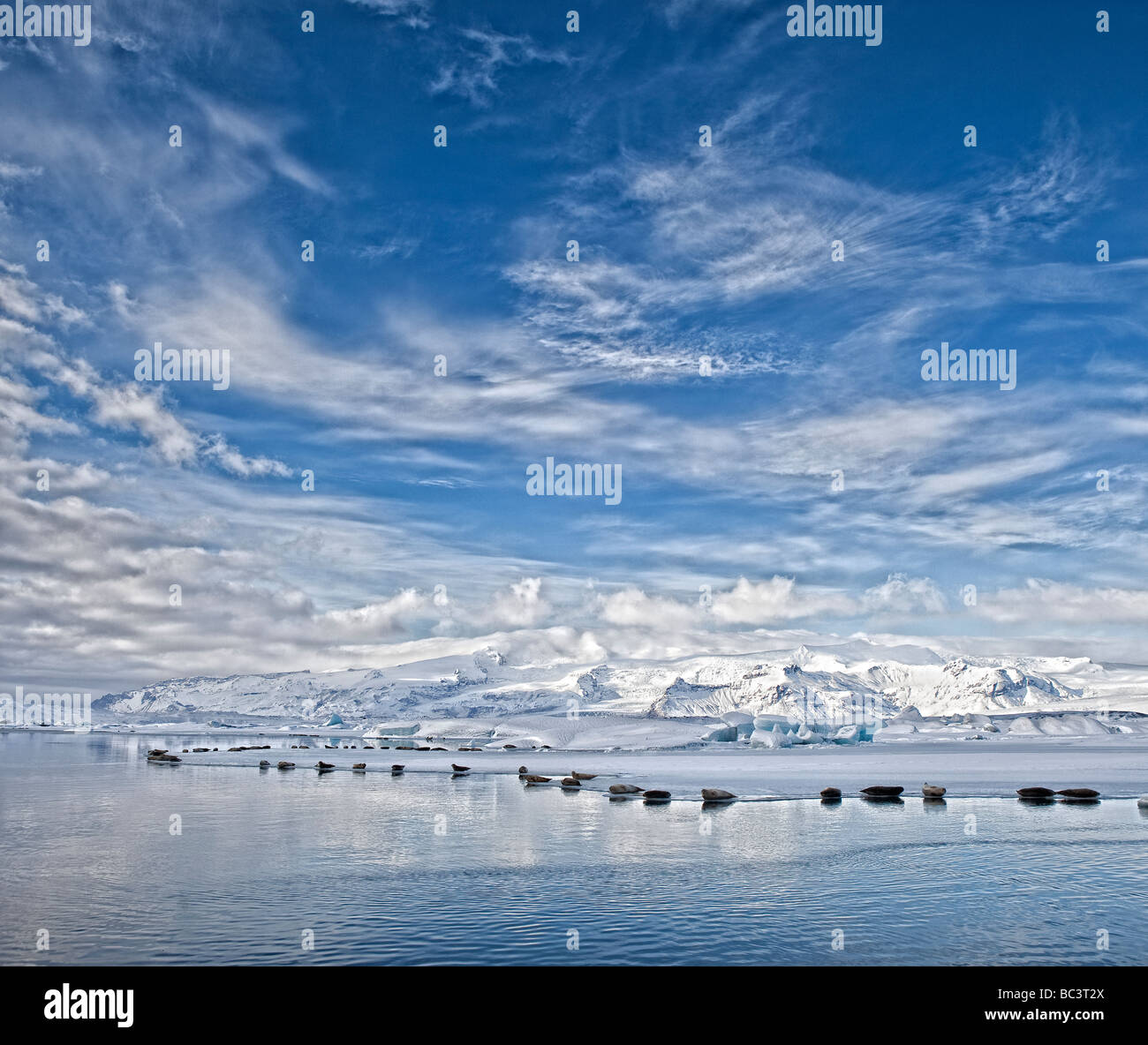 Dichtungen, Sonnenbad am Jökulsárlón Glacial Lagune, Breidamerkurjokull Gletscher am Vatnajökull-Eiskappe, Ost-Island Stockfoto