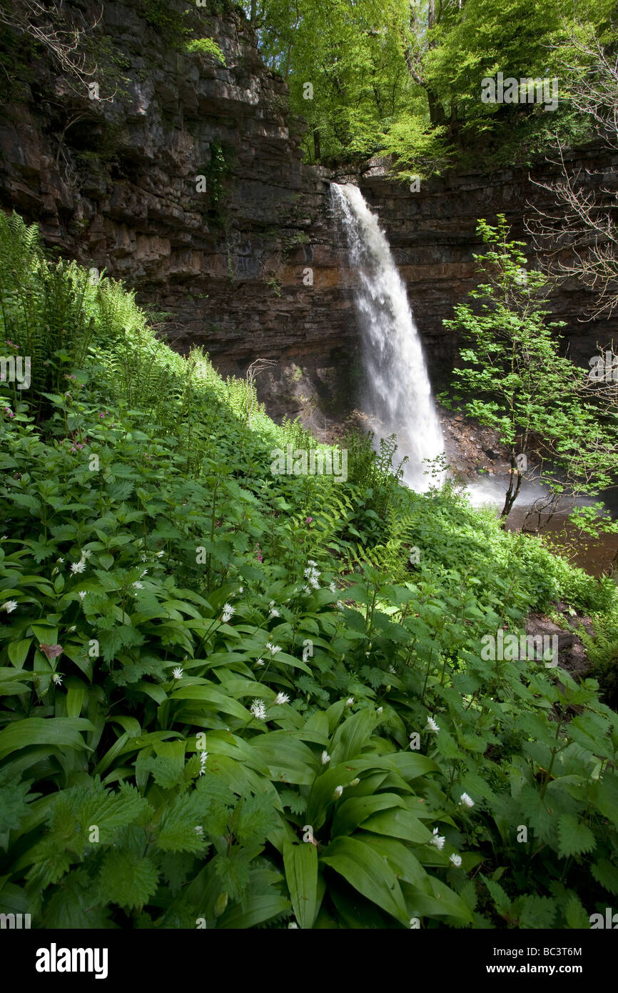 Hardraw Kraft angeblich Englands höchste Freefall Wasserfall obere Wensleydale Yorkshire Dales National Park Stockfoto