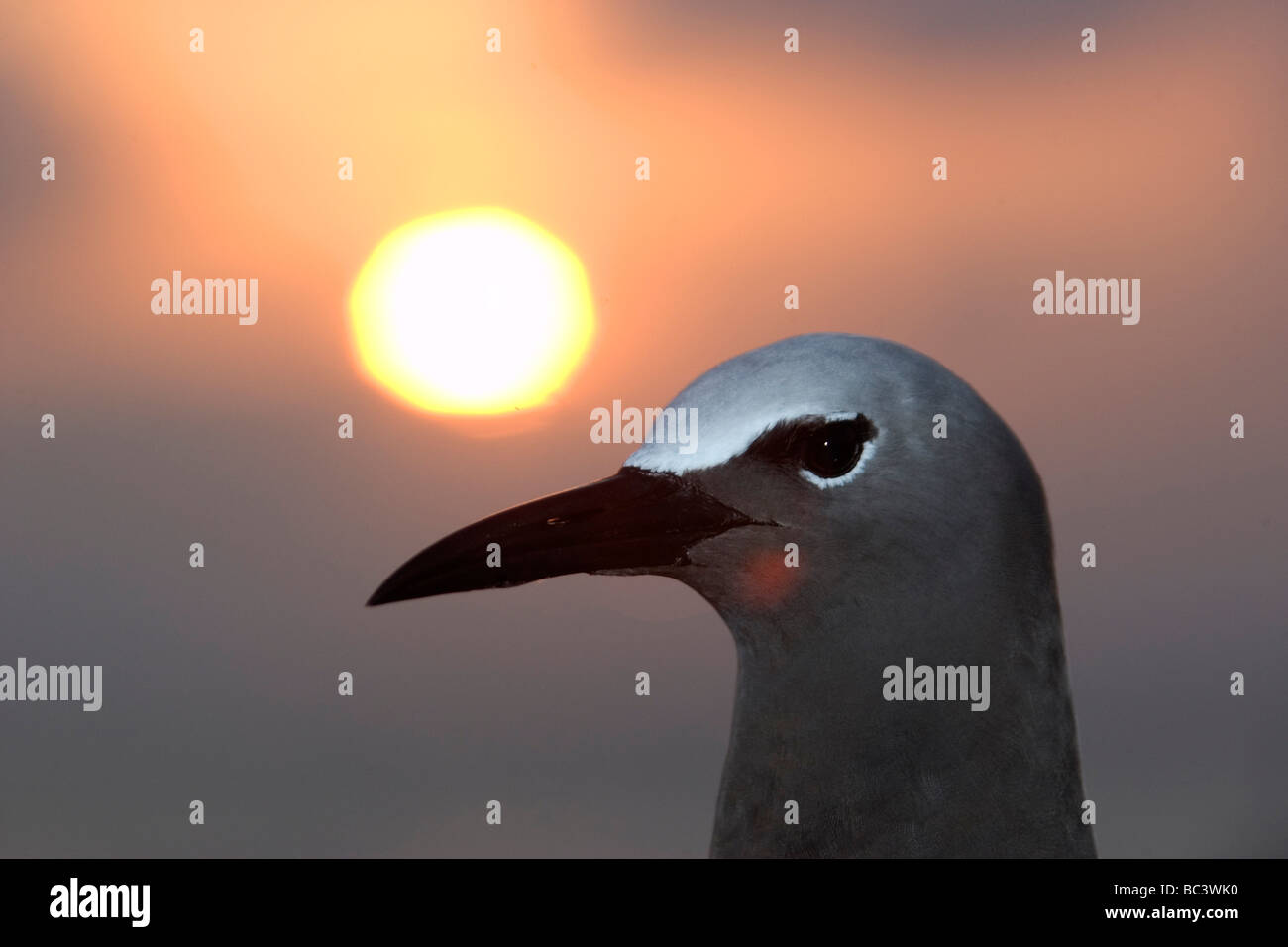 Braun Noddy, Anous Stolidus - bei Sonnenuntergang Stockfoto