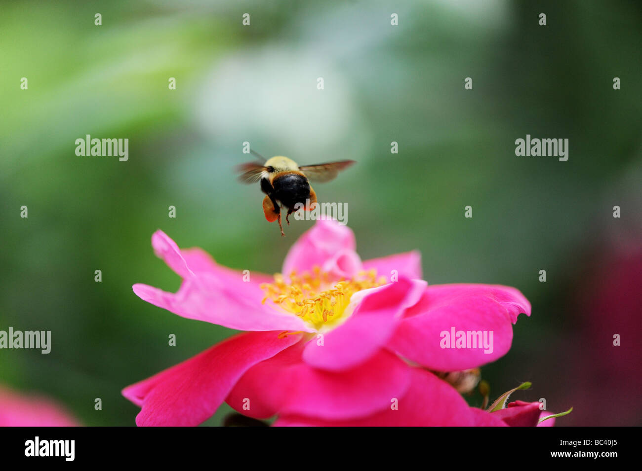 Hummel, Honigbiene, die Vorbereitung auf eine rosa Blume zu landen und bestäuben, machen Honig, im Sommer. Ein Makro-Freeze-Frame-Foto Stockfoto