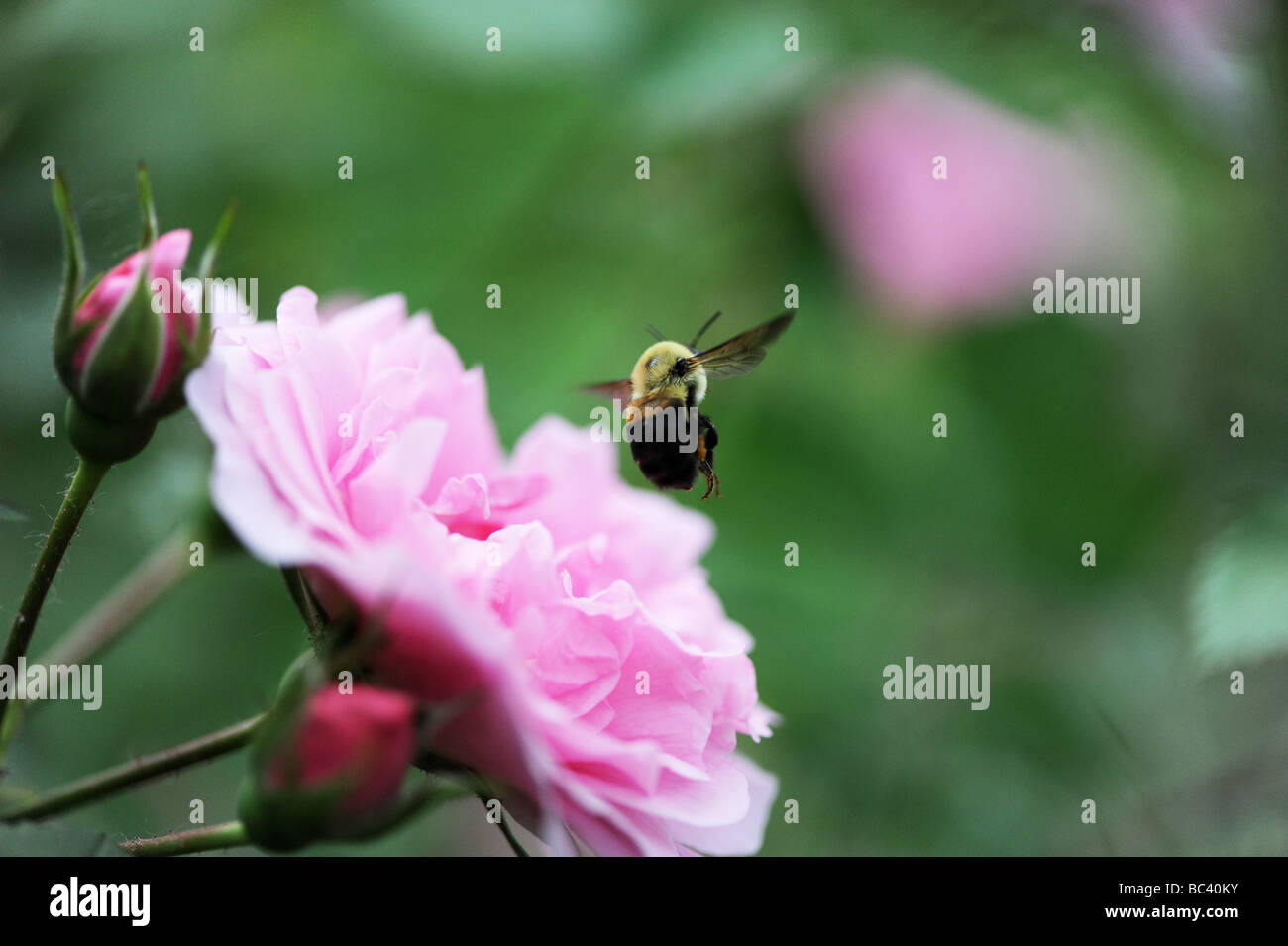 Hummel, Honigbiene, die Vorbereitung auf eine rosa Blume zu landen und bestäuben, machen Honig, im Sommer. Ein Makro-Freeze-Frame-Foto Stockfoto