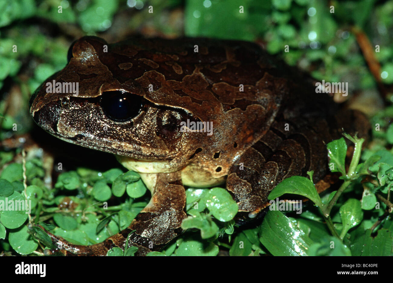 Nördlichen verjährt Frosch, Mixophyes schevilli Stockfoto