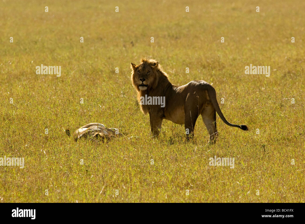 Löwe (Panthera leo) am frühen Morgen im Masai Mara Game Reserve, Kenia Stockfoto