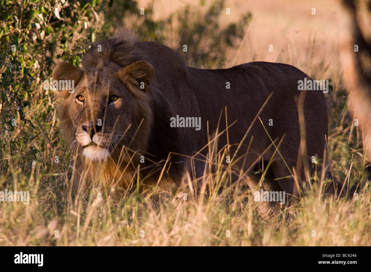 Löwe (Panthera leo) stallking Gnus, Masai Mara Game Reserve, Kenia Stockfoto