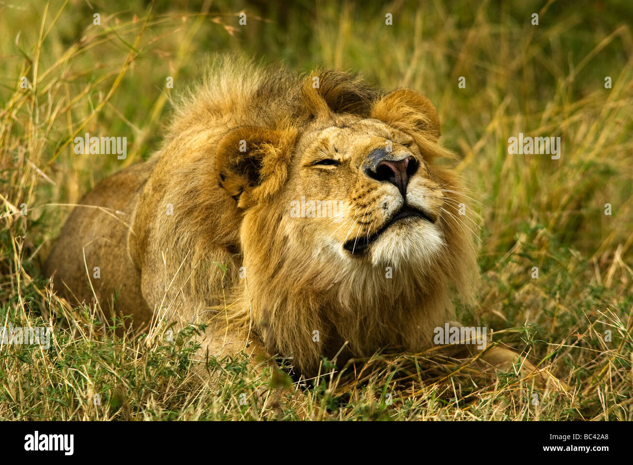 Lion (Panthera leo) dehnt sich am frühen Morgen im Masai Mara Game Reserve, Kenia Stockfoto