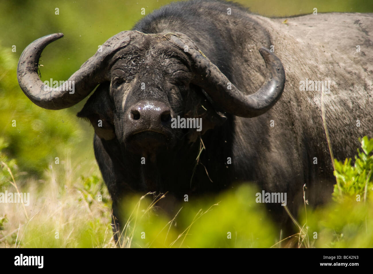 Einsamer Buffalo Blick auf die Kamera, Masai Mara Game Reserve, Kenia Stockfoto