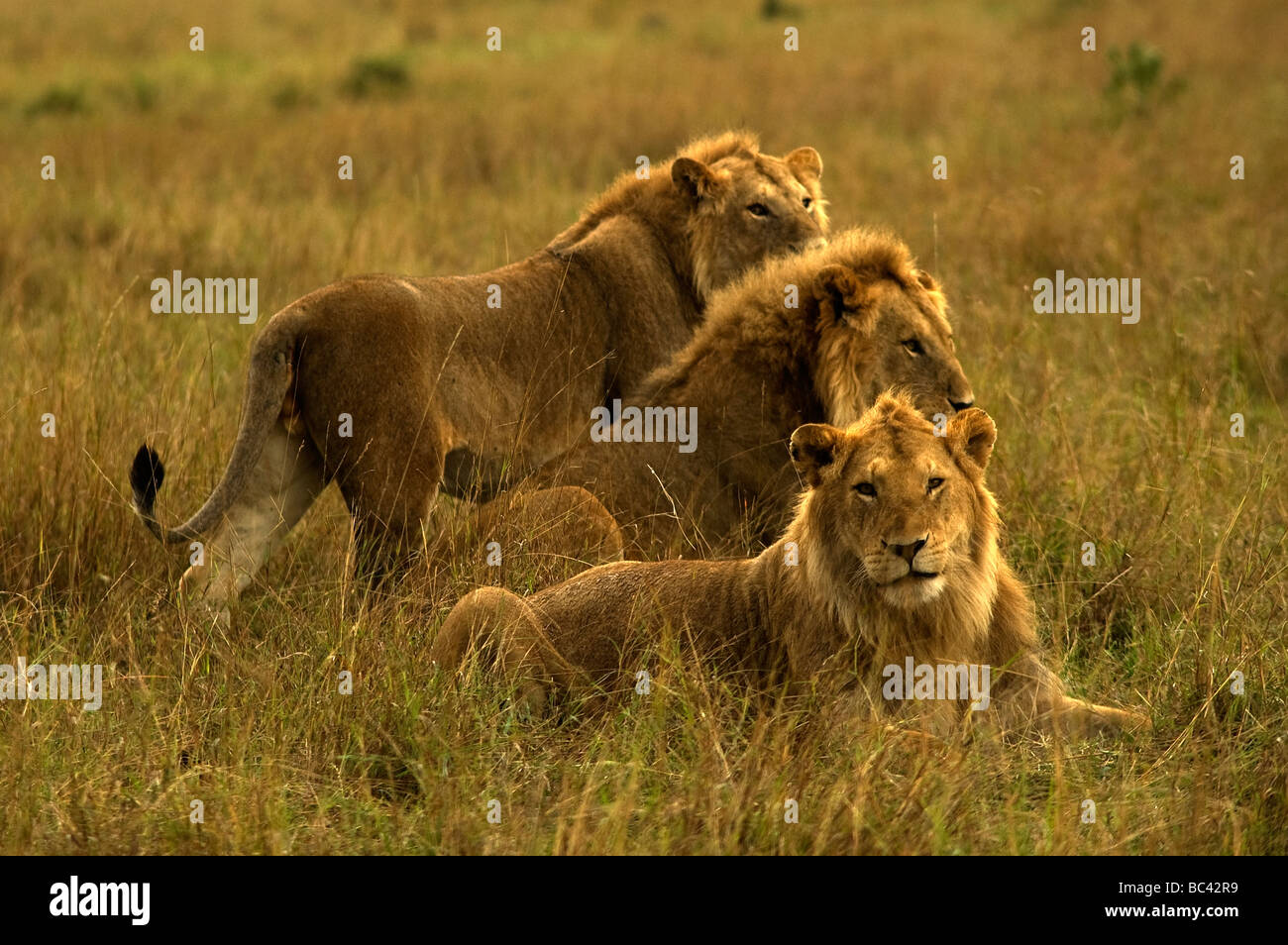 Lion (Panthera leo) Koalision am frühen Morgen im Masai Mara Game Reserve Kenya Stockfoto