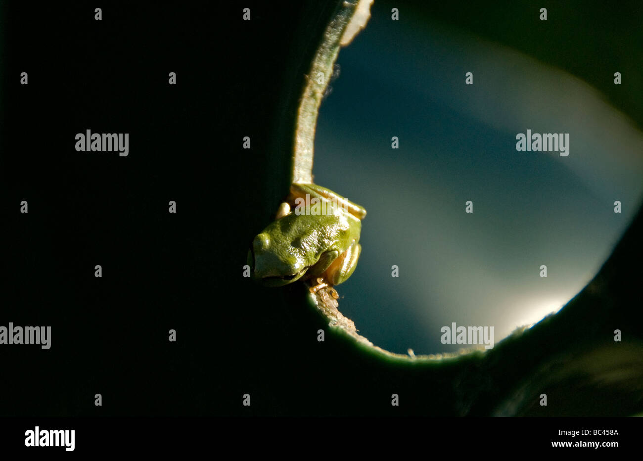 Eine Europäische Laubfrosch gegen das Licht in einem Regenwasser-Fass Stockfoto