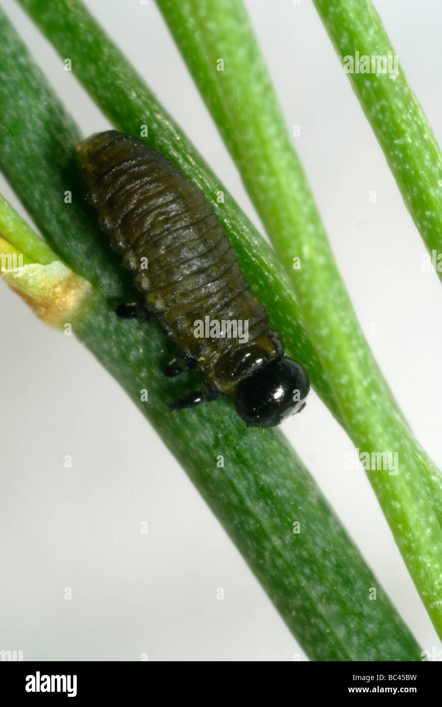 Junge Spargel Crioceris Asparagi Käferlarve auf Spargel-Wedel Stockfoto