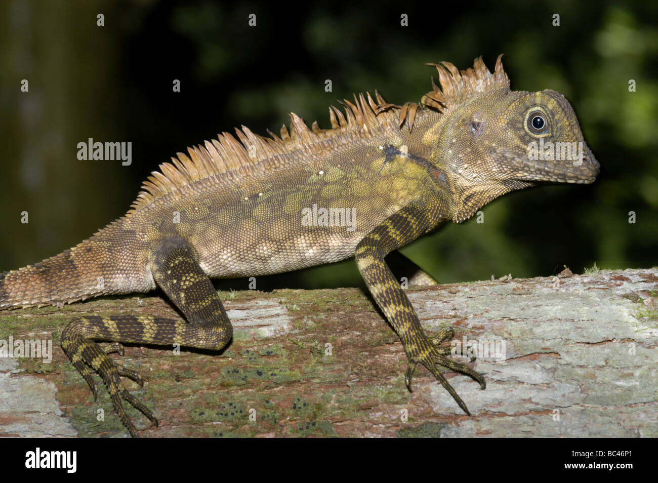 Borneo Wald Dragon, Gonocephalus borneensis Stockfoto