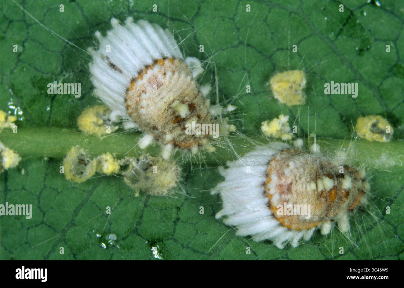 Cottony Kissen skalieren Icerya SNB Erwachsene unreif, einige mit enthopathogenische Pilz Stockfoto