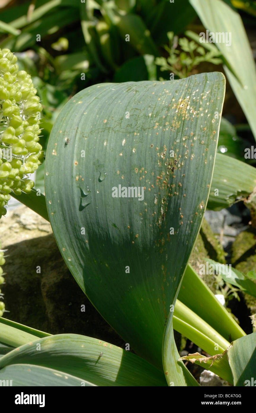Allium Rost Puccinia Allii Pusteln am erkrankten Blatt des Allium karataviense Stockfoto