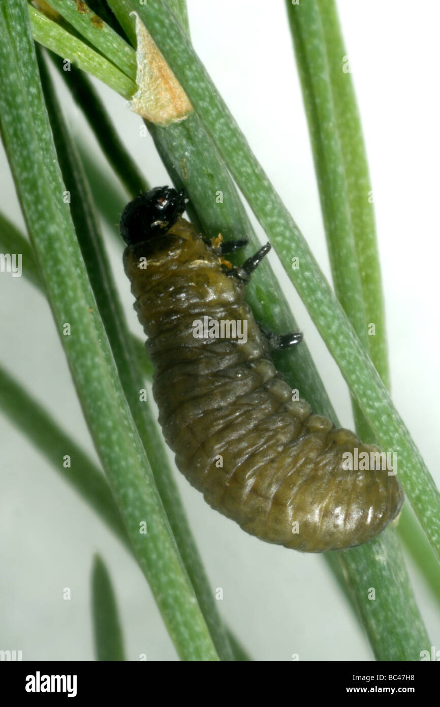 Junge Spargel Crioceris Asparagi Käferlarve auf Spargel-Wedel Stockfoto